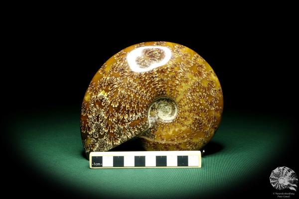 Cleoniceras besairiei (19621) ein Kopffüßer aus Madagaskar | Fossilien | Kopffüßer