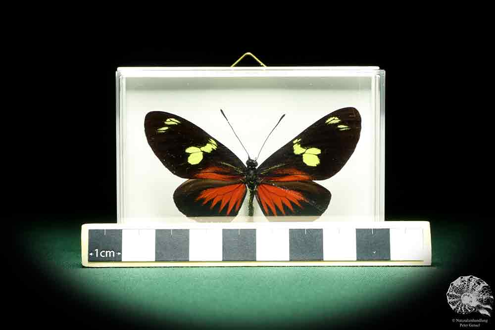 Heliconius doris transiens a butterfly