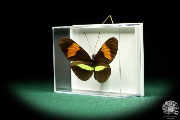 Heliconius melpomene (19626) a butterfly from South America | Taxidermy | Butterflies