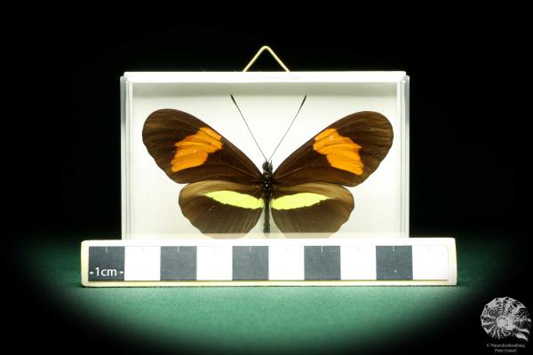 Heliconius melpomene (19626) a butterfly from South America | Taxidermy | Butterflies