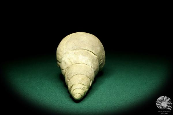 Bourguetia striata a snail