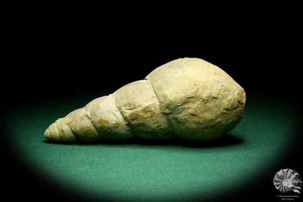 Bourguetia striata eine Schnecke