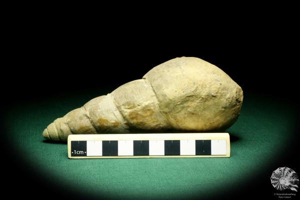 Bourguetia striata a snail