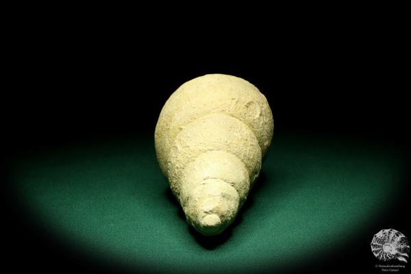 Bourguetia striata a snail