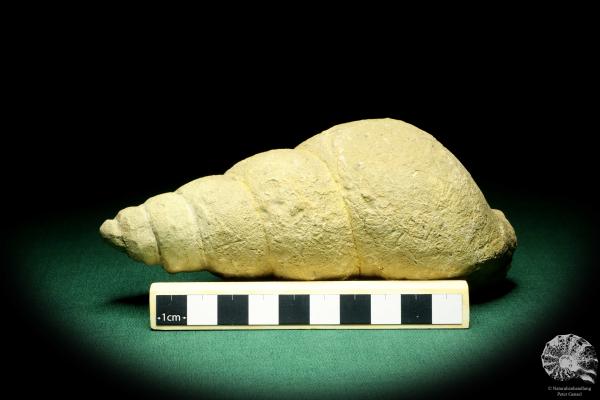 Bourguetia striata eine Schnecke