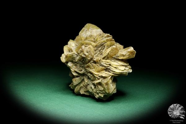 Gypsum XX (19676) a mineral from Germany | Minerals | From Germany