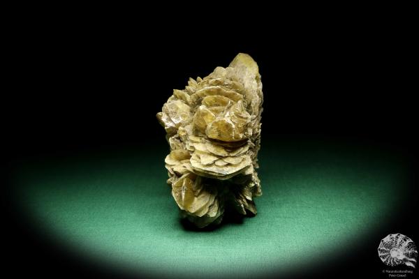 Gypsum XX (19676) a mineral from Germany | Minerals | From Germany