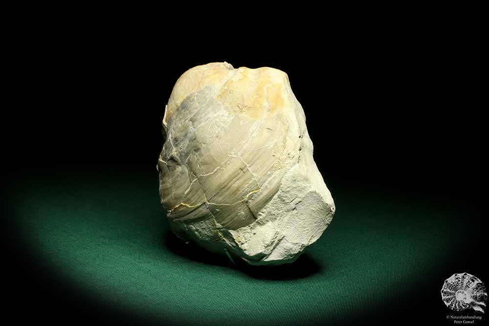 Mytiloides cf. Lobatus (19699) a shell from Germany | Fossils | Shells & Brachiopods