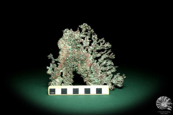 Solid Copper (19712) a mineral from Kazakhstan | Minerals | Global