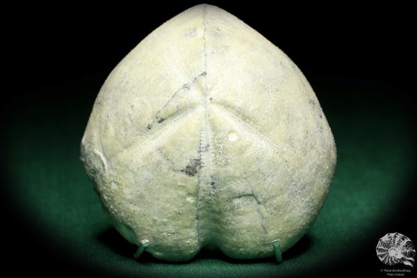 Micraster glyphus (19722) a echinoderm from Germany | Fossils | Echinoderms