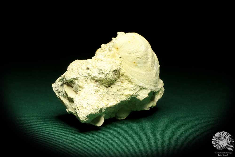 Spondylus spec. (19726) a shell from Sweden | Fossils | Shells & Brachiopods