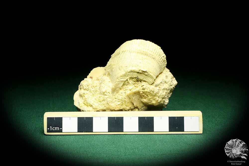 Spondylus labiatus (19727) a shell from Sweden | Fossils | Shells & Brachiopods