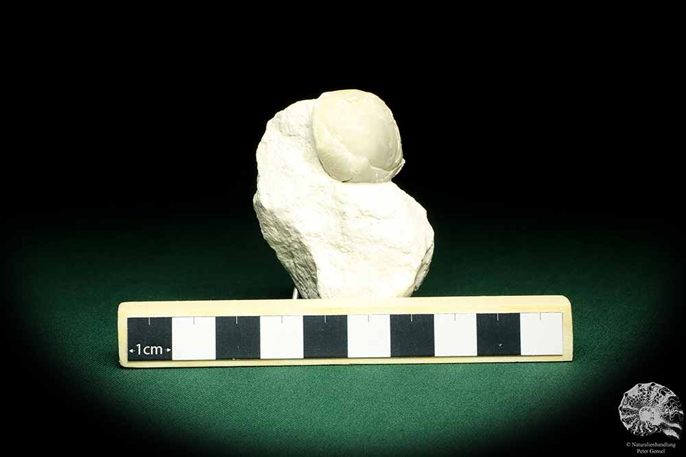 Carneithyris subcardinalis (19733) a shell from Denmark | Fossils | Shells & Brachiopods