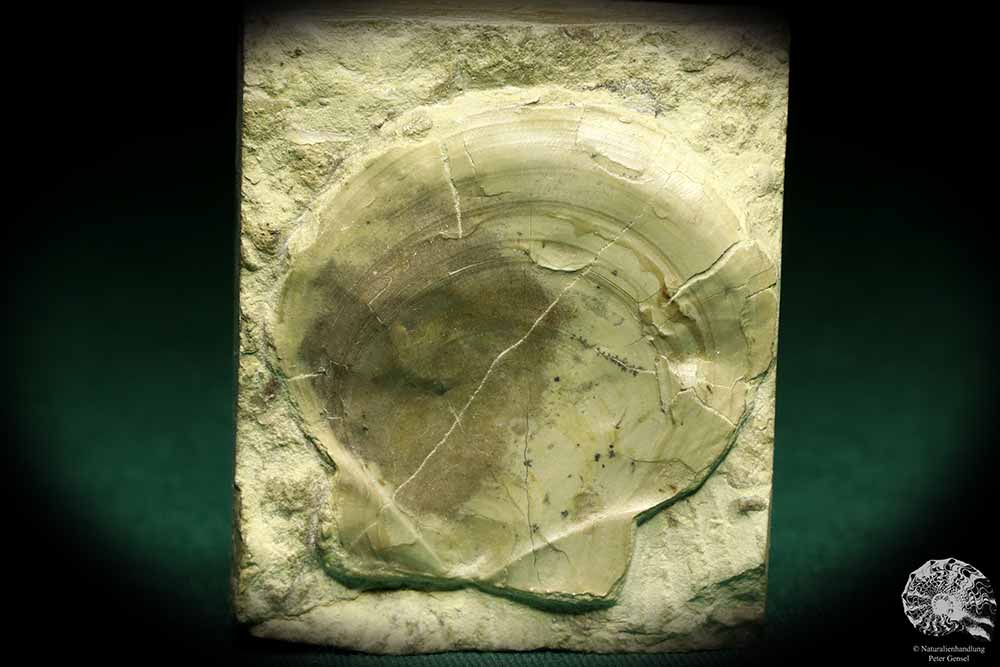 Entolium discites (19753) a shell from Germany | Fossils | Shells & Brachiopods