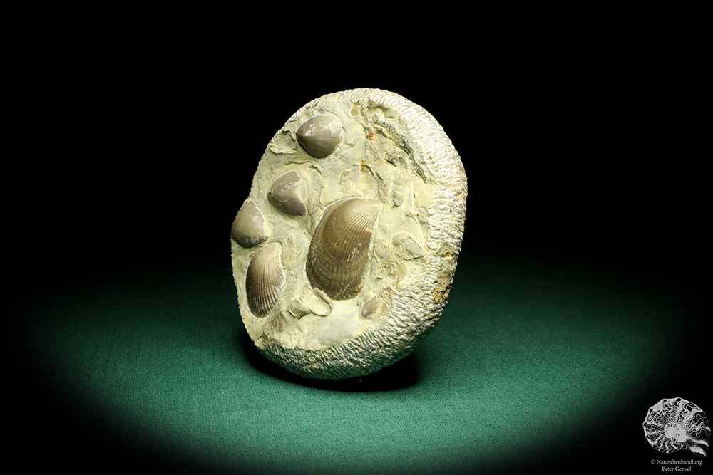 Plagiostoma striatum & Coenothyris vulgaris (19755) a shell from Germany | Fossils | Shells & Brachiopods