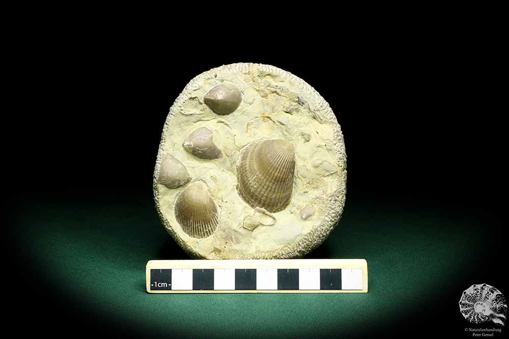 Plagiostoma striatum & Coenothyris vulgaris (19755) a shell from Germany | Fossils | Shells & Brachiopods