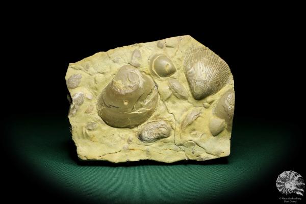 Plagiostoma lineata & Plagiostoma striatum (19756) a shell from Germany | Fossils | Shells & Brachiopods