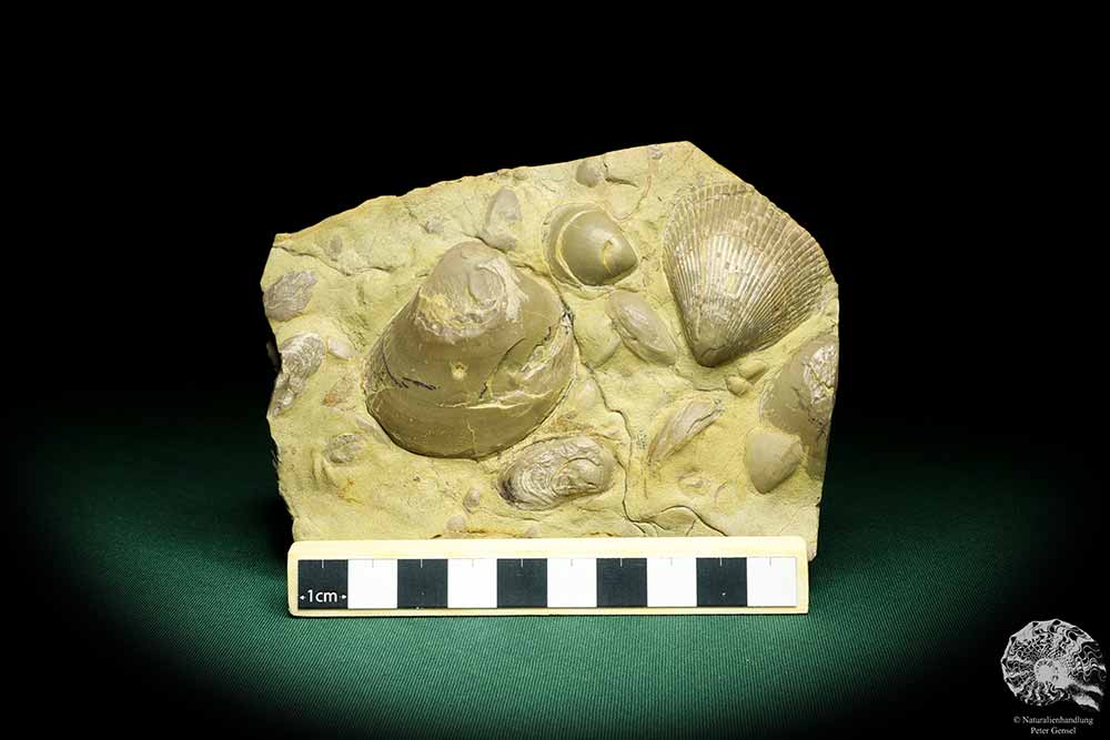 Plagiostoma lineata & Plagiostoma striatum (19756) a shell from Germany | Fossils | Shells & Brachiopods