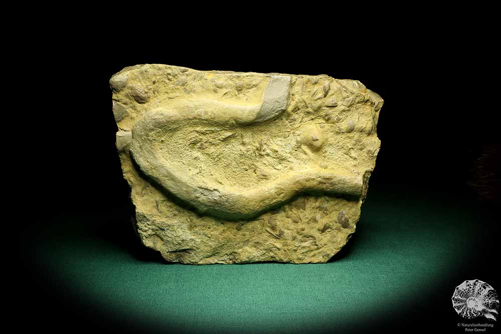 Rhizocorallium commune (19759) a fossil from Germany | Fossils | Other