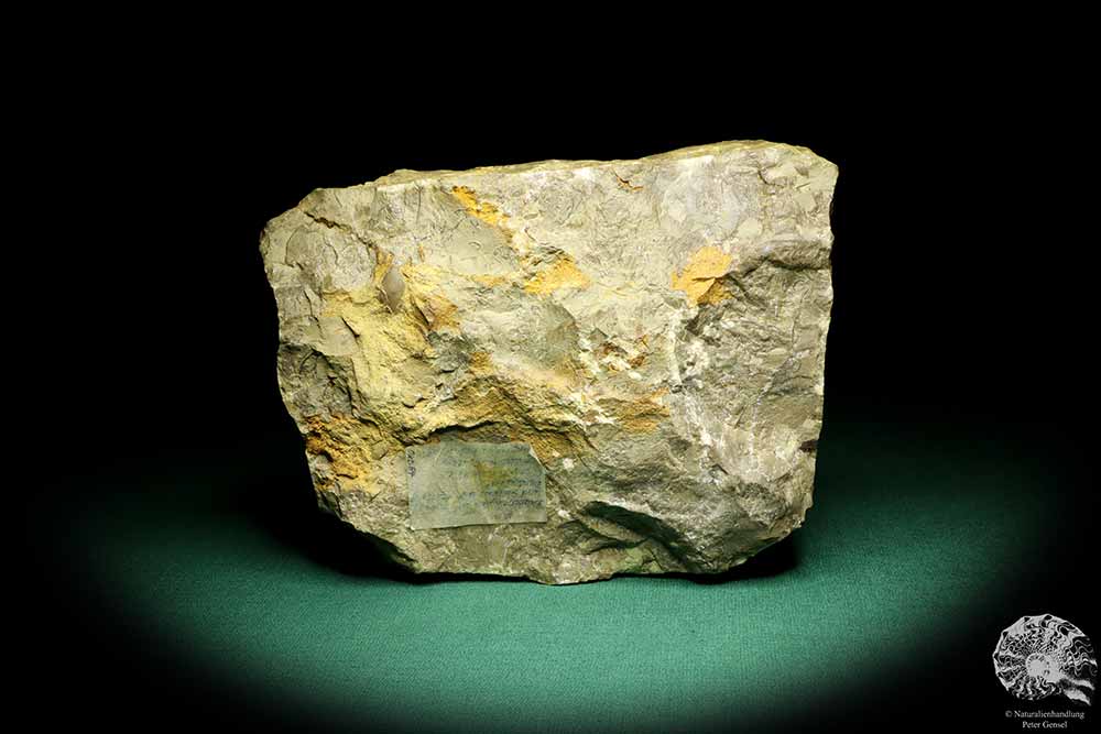 Rhizocorallium commune (19759) a fossil from Germany | Fossils | Other