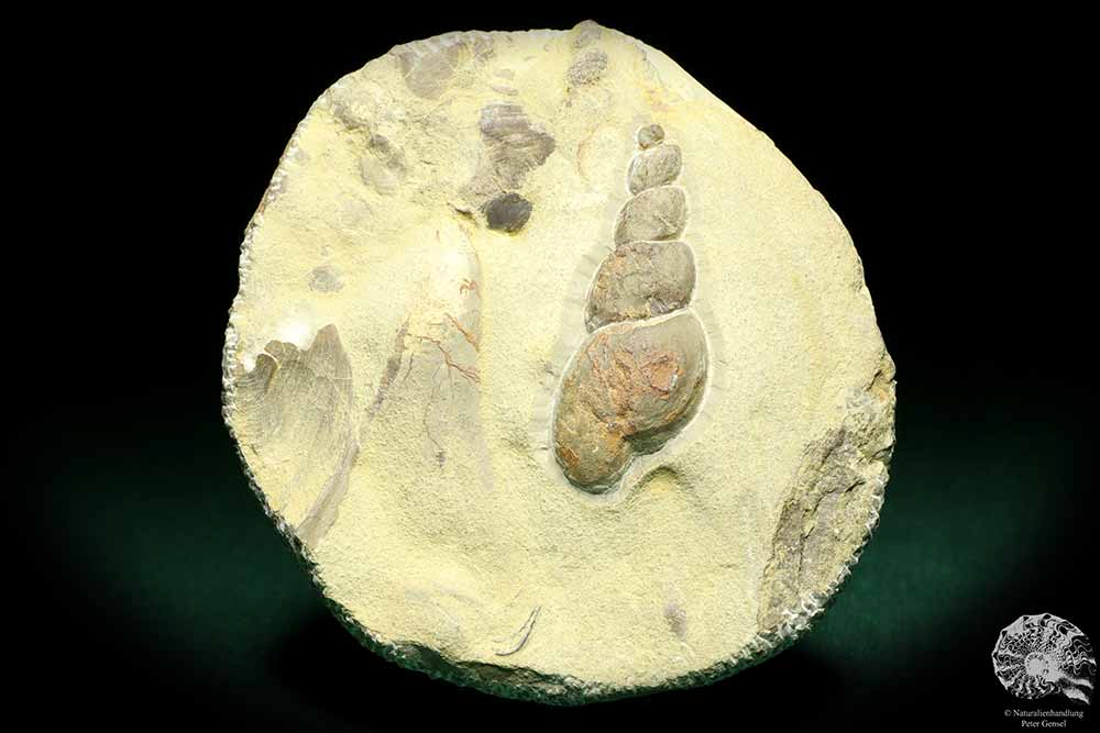 Loxonema spec. (19773) a snail from Germany | Fossils | Snails