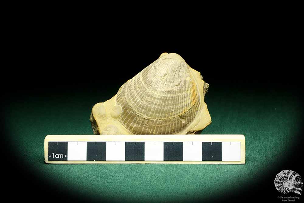 Plagiostoma lineata (19777) eine Schnecke aus Deutschland | Fossilien | Schnecken