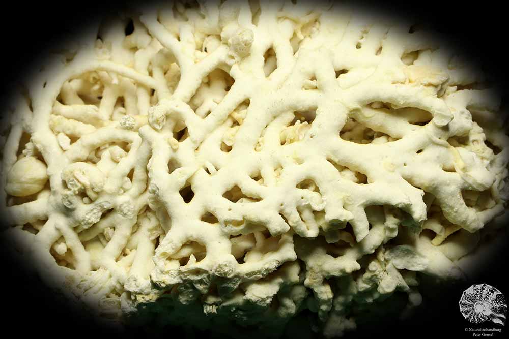 Dendrophyllia candelabrum (19781) a coral from Denmark | Fossils | Corals