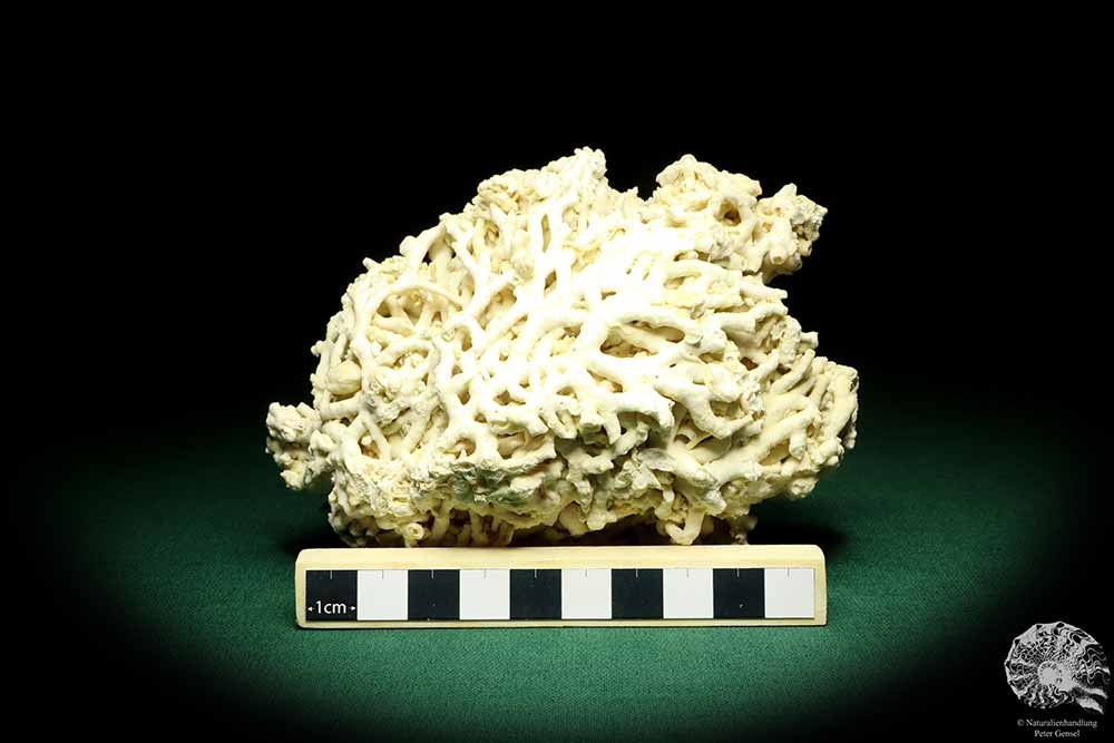 Dendrophyllia candelabrum (19781) a coral from Denmark | Fossils | Corals