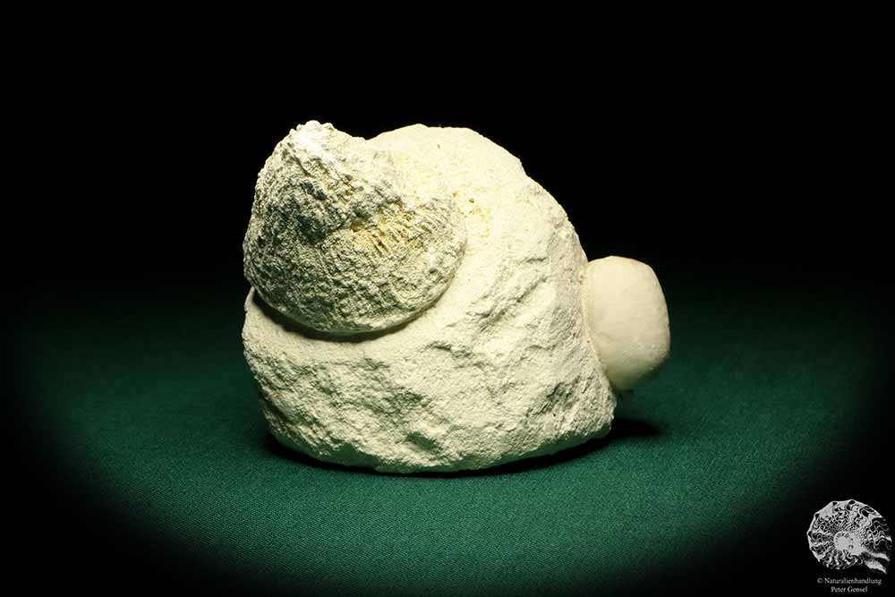 Porifera ssp. & Cyclaster danicus (19789) a echinoderm from Denmark | Fossils | Echinoderms