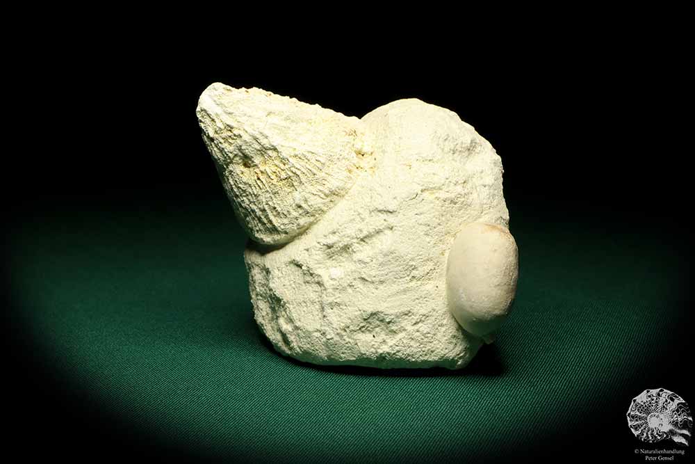 Porifera ssp. & Cyclaster danicus (19789) a echinoderm from Denmark | Fossils | Echinoderms