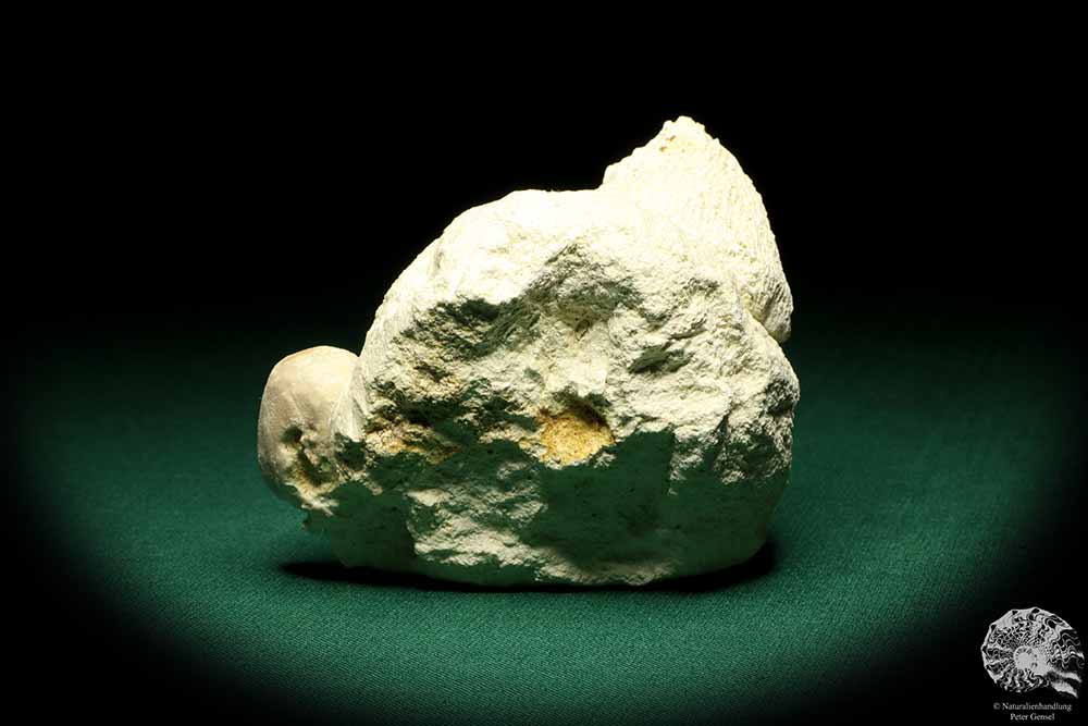 Porifera ssp. & Cyclaster danicus (19789) a echinoderm from Denmark | Fossils | Echinoderms