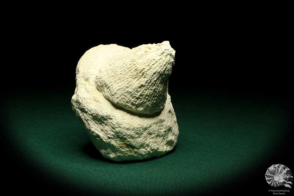 Porifera ssp. & Cyclaster danicus (19789) a echinoderm from Denmark | Fossils | Echinoderms