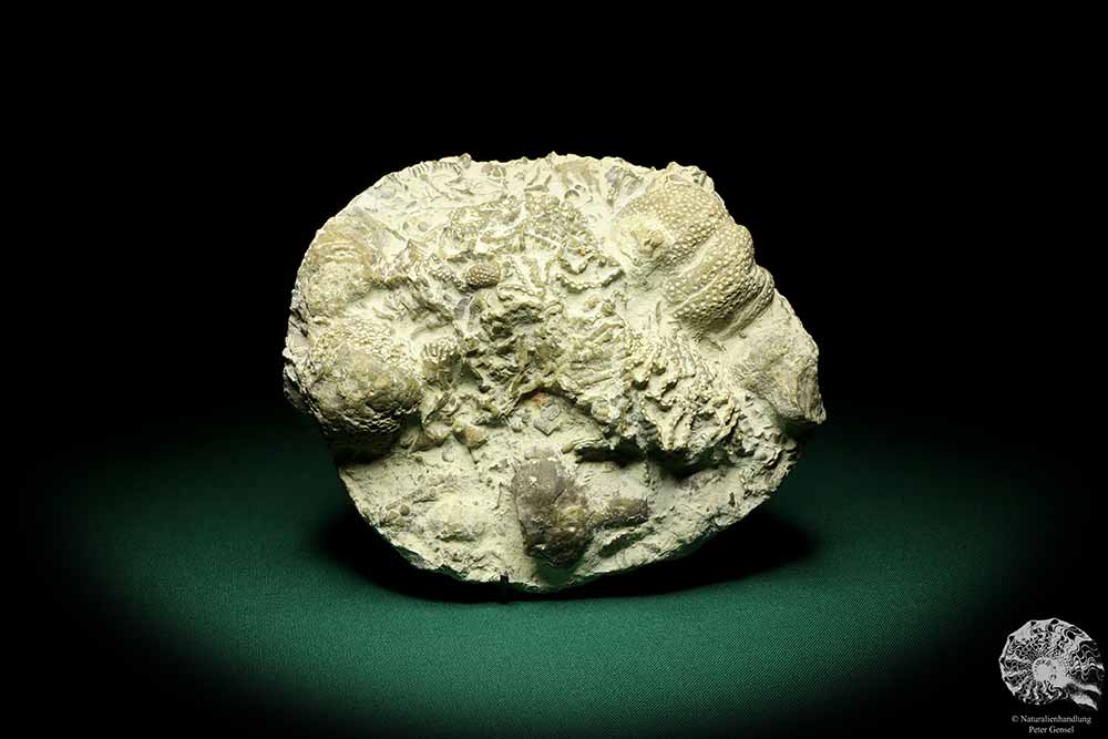 Catenipora spec. & Heliolites spec. (19847) eine Koralle aus Schweden | Fossilien | Korallen