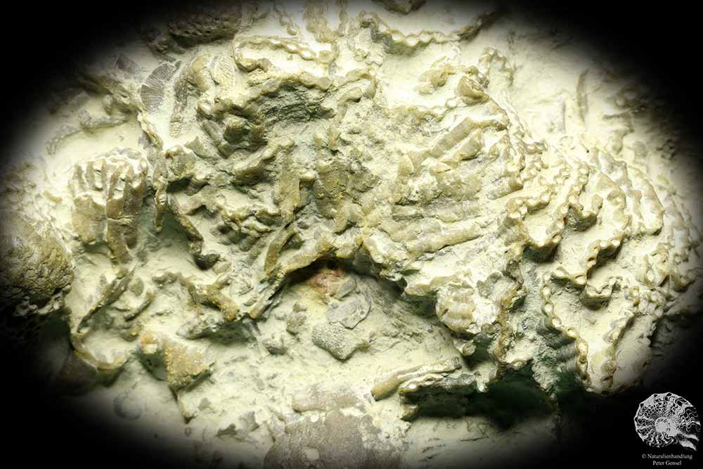 Catenipora spec. & Heliolites spec. (19847) a coral from Sweden | Fossils | Corals