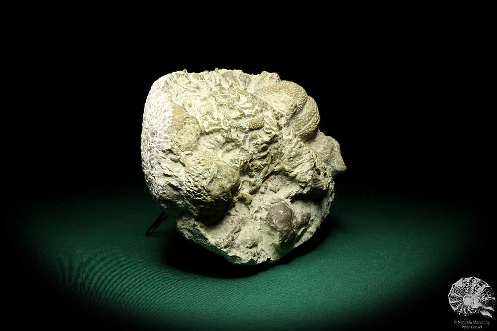 Catenipora spec. & Heliolites spec. (19847) a coral from Sweden | Fossils | Corals