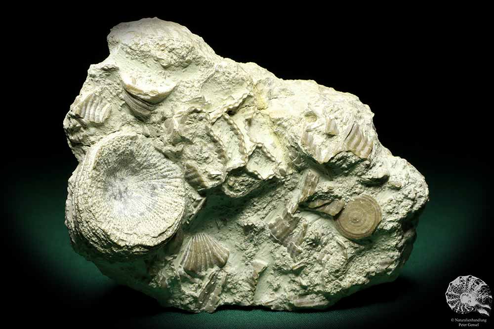 Cystiphyllum spec. & Catenipora spec. & Paleocyclus porpita (19848) a coral from Sweden | Fossils | Corals