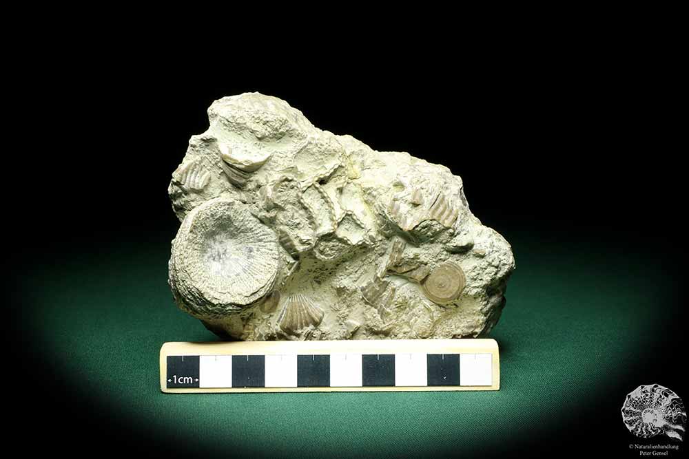 Cystiphyllum spec. & Catenipora spec. & Paleocyclus porpita (19848) a coral from Sweden | Fossils | Corals