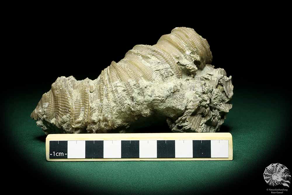 Cystiphyllum spec. (19849) a coral from Sweden | Fossils | Corals