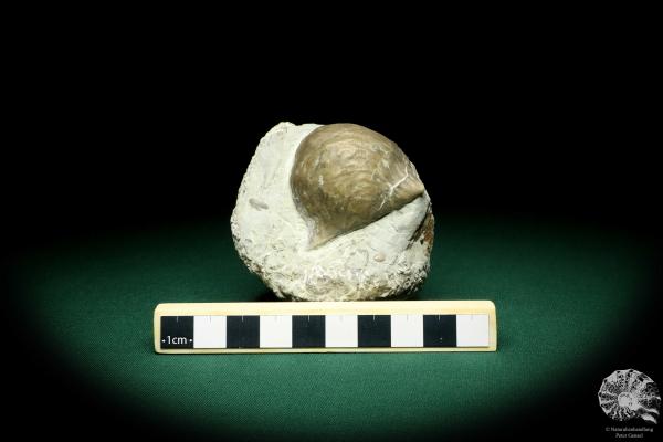 Strophonella spec. a shell