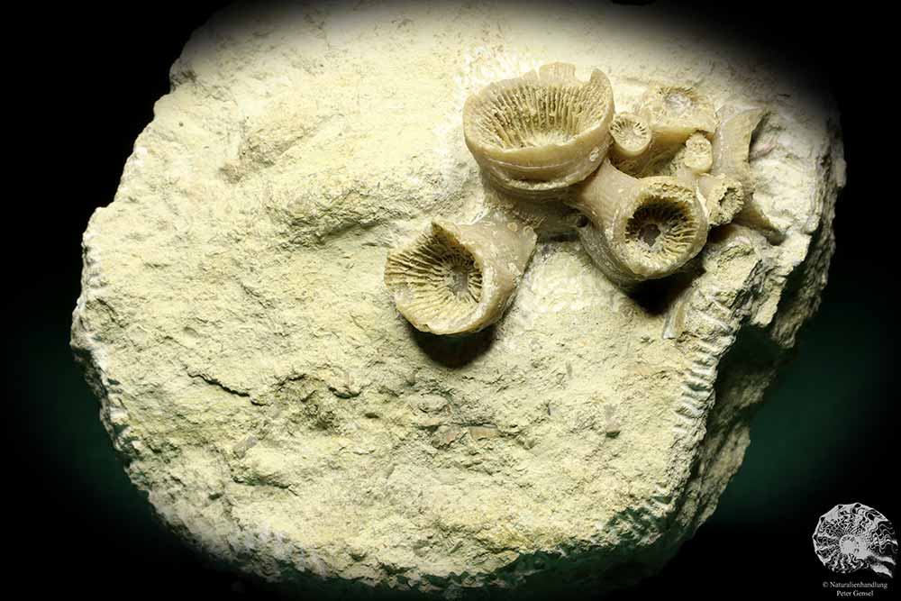 cf. Cyatophyllum spec. (19860) a coral from Sweden | Fossils | Corals