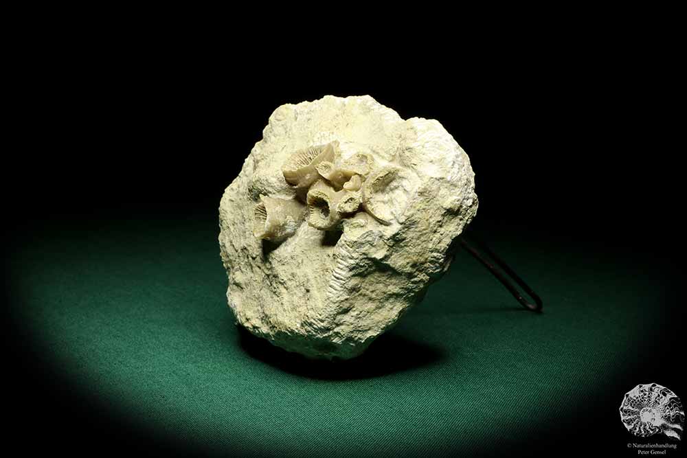 cf. Cyatophyllum spec. (19860) a coral from Sweden | Fossils | Corals