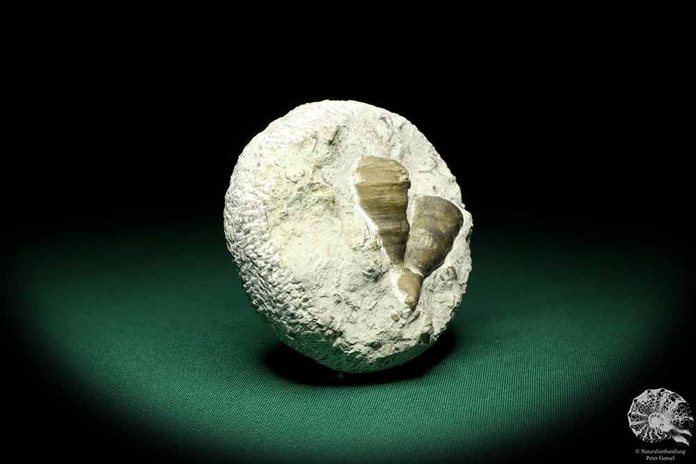 cf. Rugosa ssp. (19862) a coral from Sweden | Fossils | Corals