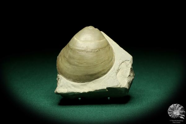 Lima lineata (19867) eine Muschel aus Deutschland | Fossilien | Muscheln & Brachiopoden