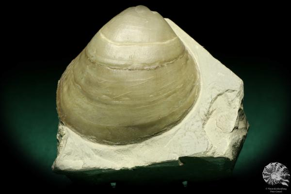 Lima lineata (19867) a shell from Germany | Fossils | Shells & Brachiopods