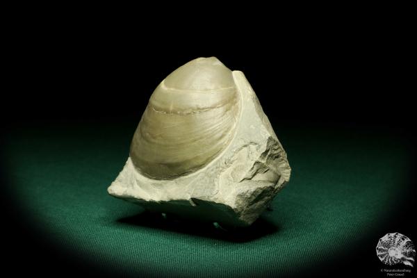 Lima lineata (19867) a shell from Germany | Fossils | Shells & Brachiopods