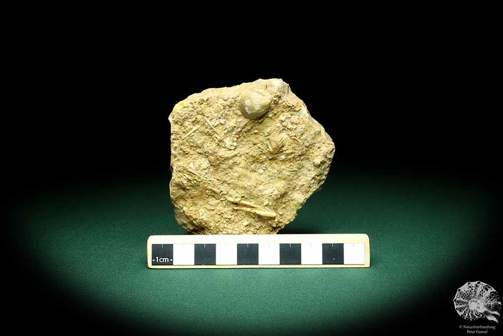 Cidaris grandaeva (19873) a echinoderm from Germany | Fossils | Echinoderms