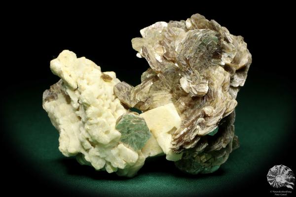 Lepidolith XX auf Albit (19928) ein Mineral aus Brasilien | Mineralien | Weltweit