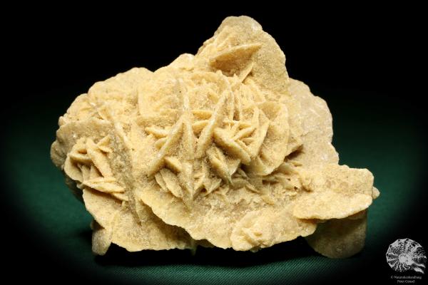 Gypsum XX (19940) a mineral from Algeria | Minerals | Global