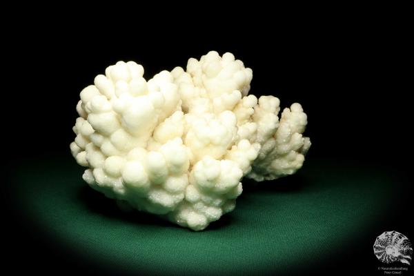 Aragonite (19955) a mineral from Morocco | Minerals | Global