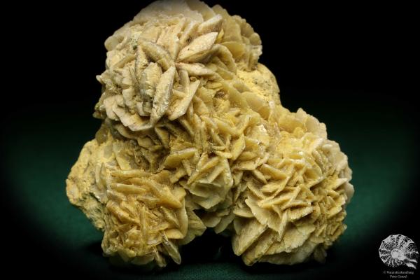 Gypsum XX (19996) a mineral from Germany | Minerals | From Germany